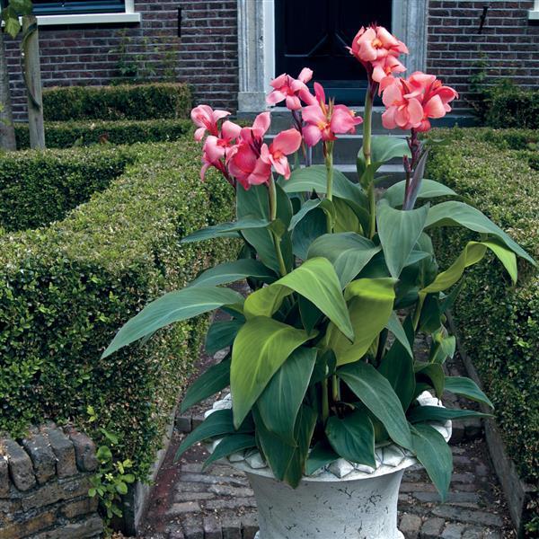 Canna Cannova Mango - Container