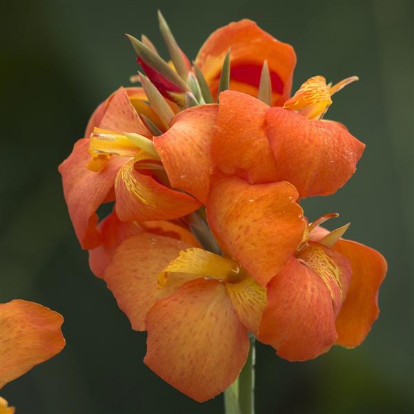 Canna Cannova® Orange Shades - Bloom