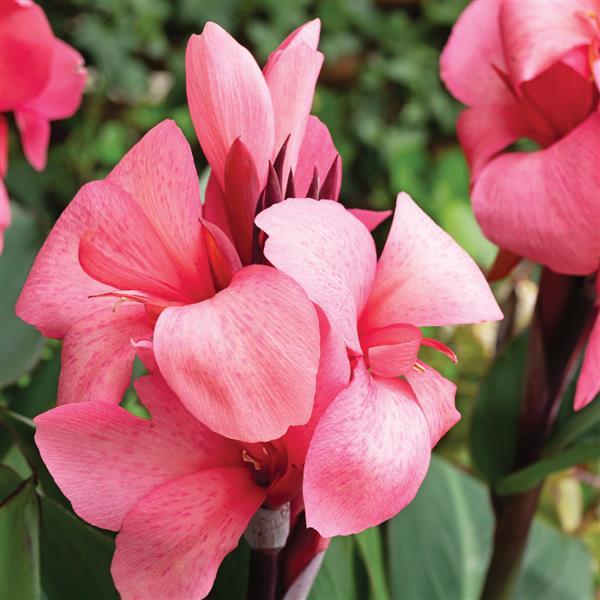 Canna Cannova Deep Pink - Bloom