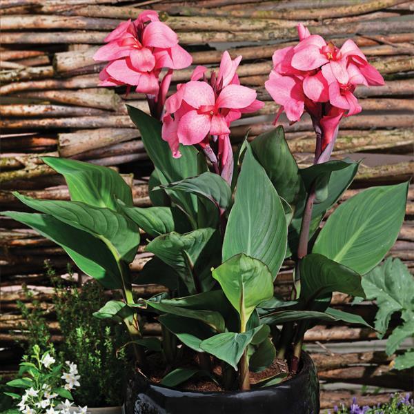 Canna Cannova Deep Pink - Container