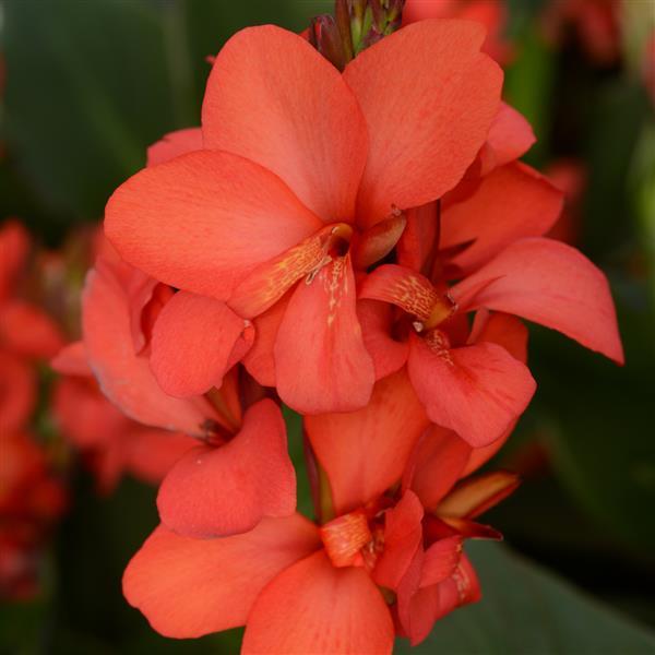 Canna Cannova Red Shades - Bloom