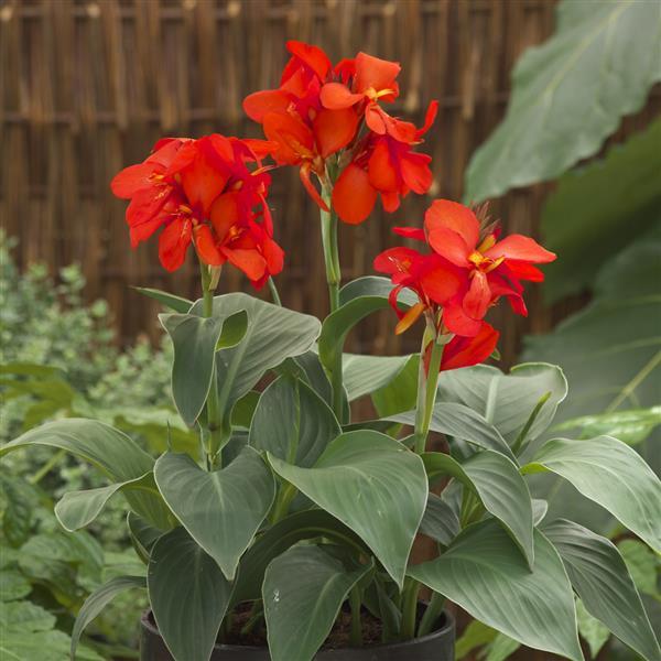 Canna Cannova Red Shades - Container