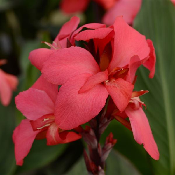 Canna Cannova® Rose - Bloom