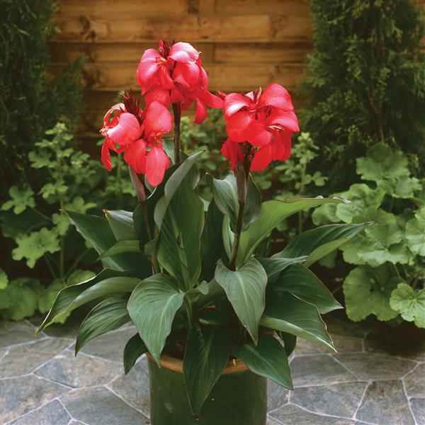 Canna Cannova Rose - Container