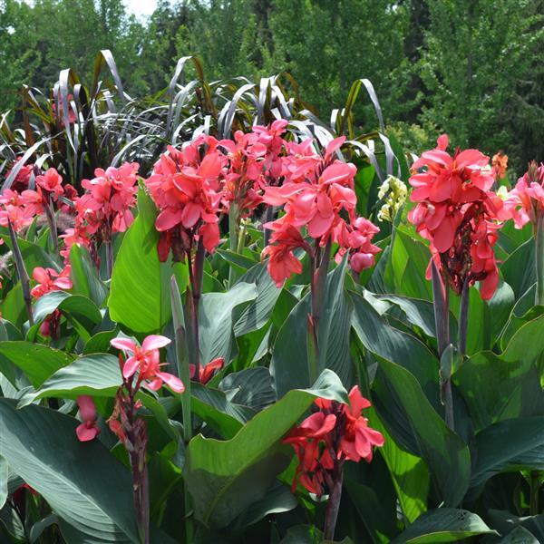 Canna Cannova Rose - Greenhouse