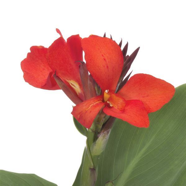 Canna Cannova® Scarlet - Bloom