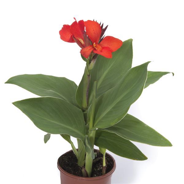 Canna Cannova Scarlet - Container