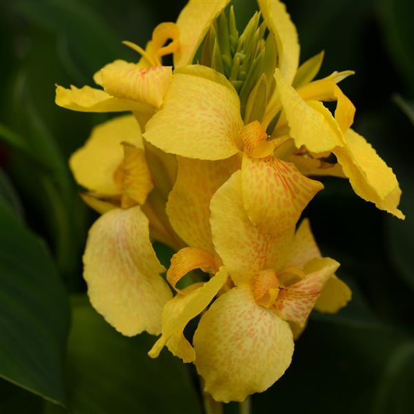 Canna Cannova® Yellow - Bloom