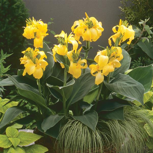 Canna Cannova Yellow - Container