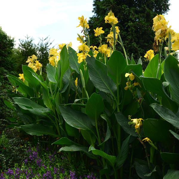 Canna Cannova Yellow - Landscape
