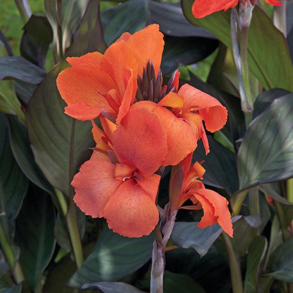Canna Cannova® Bronze Orange - Bloom