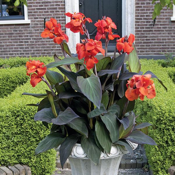 Canna Cannova Bronze Orange - Container