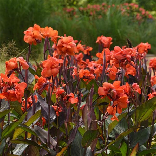 Canna Cannova Bronze Orange - Landscape
