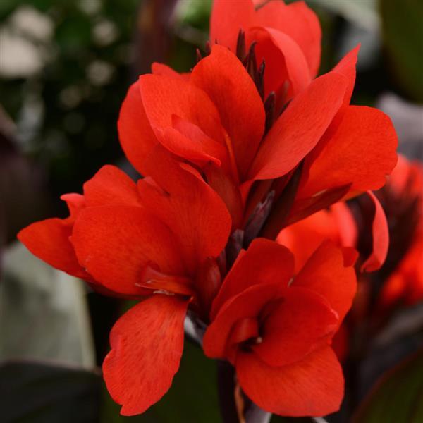 Canna Cannova® Bronze Scarlet - Bloom