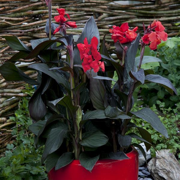 Canna Cannova Bronze Scarlet - Container