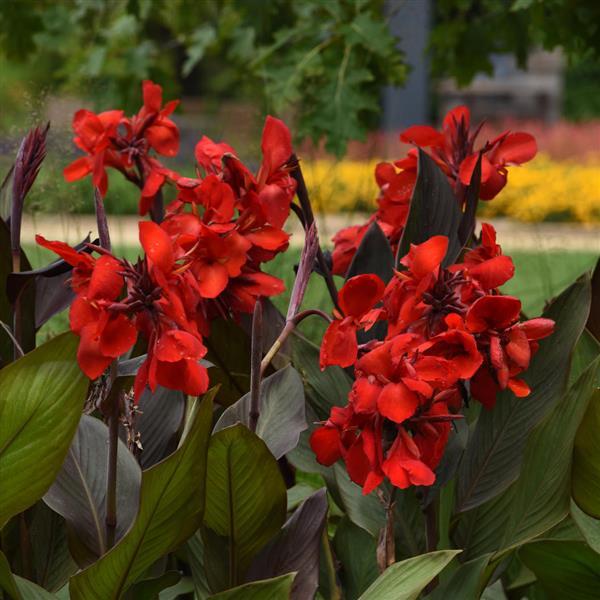 Canna Cannova Bronze Scarlet - Garden