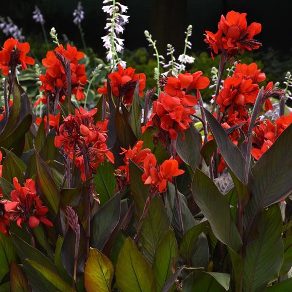 Canna Cannova Bronze Scarlet - Landscape
