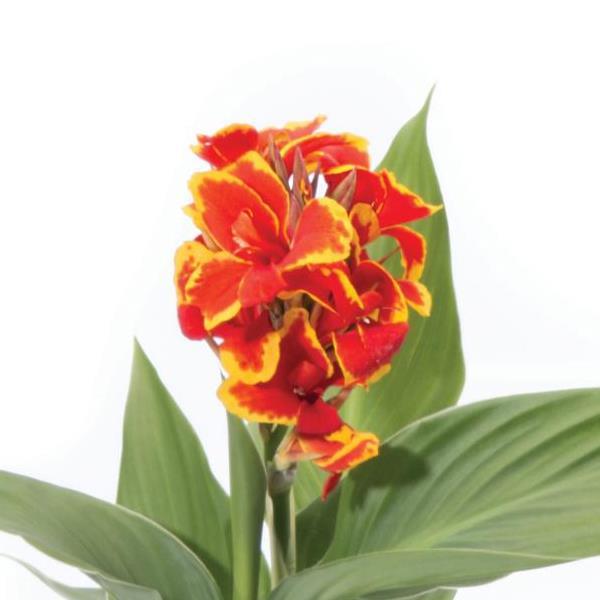 Canna Cannova® Red Golden Flame - Bloom