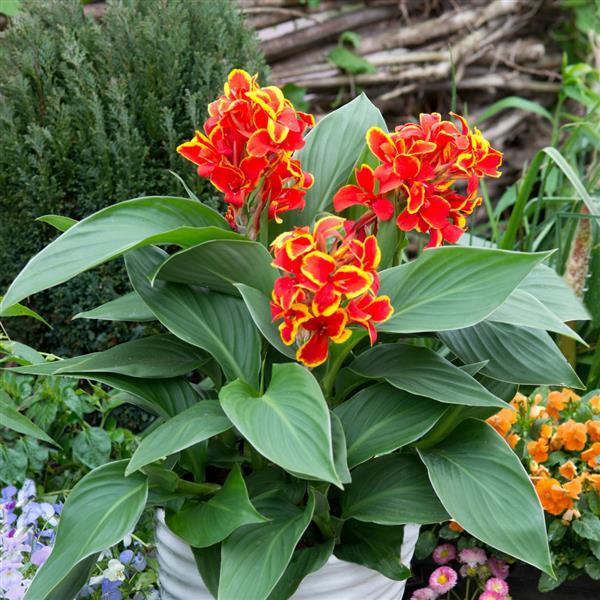 Canna Cannova Red Golden Flame - Container