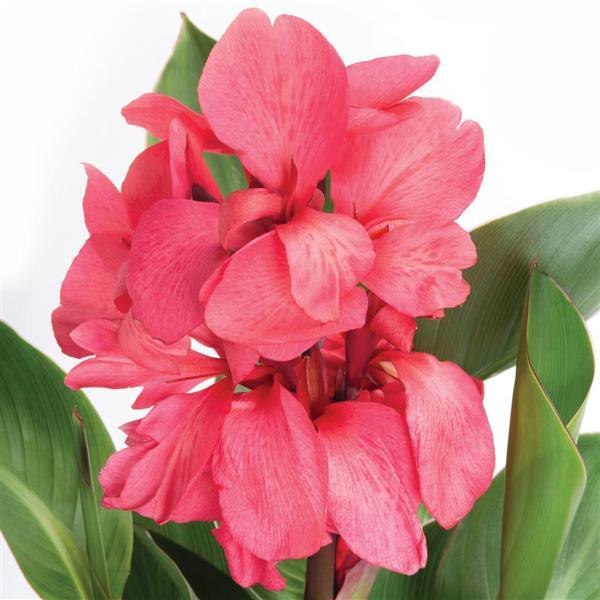 Canna Other Cannova Rose Dark Bud - Bloom