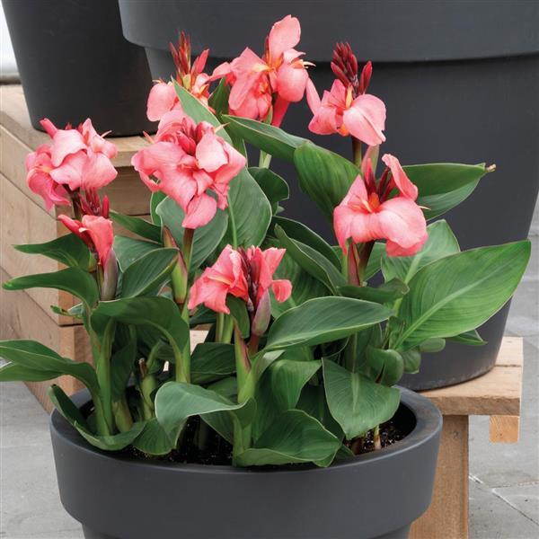 Canna Other Cannova Rose Dark Bud - Container