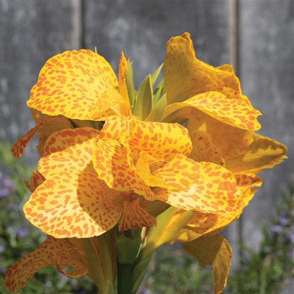 Canna Cannova® Gold Leopard - Bloom