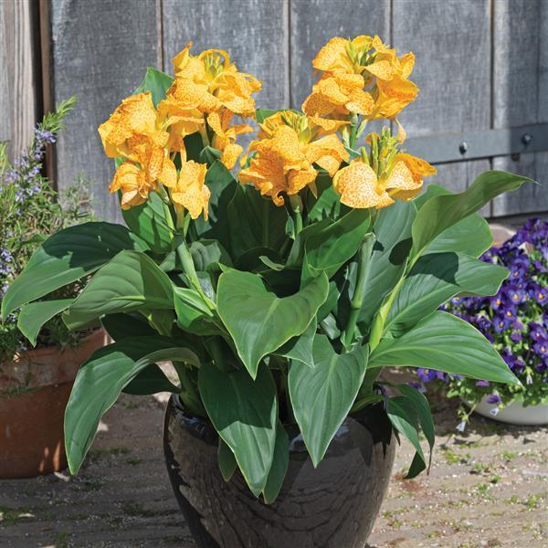 Canna Cannova Gold Leopard - Container