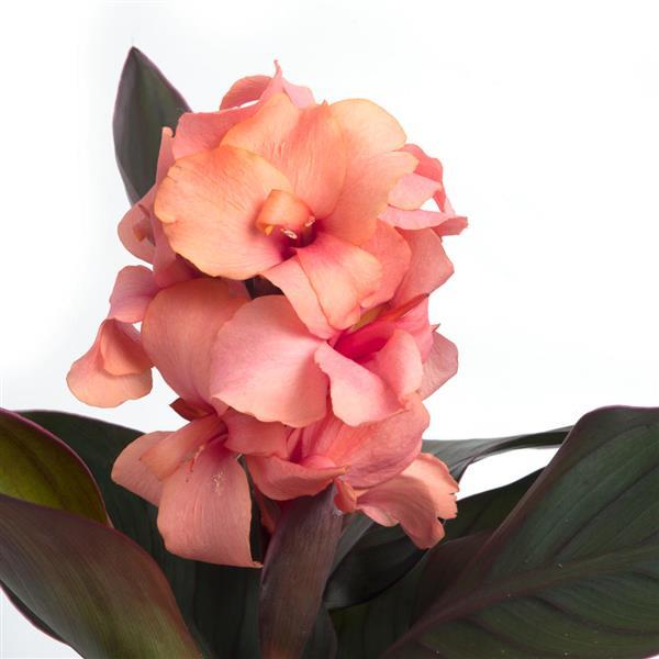 Canna Cannova® Casa Bronze Peach - Bloom