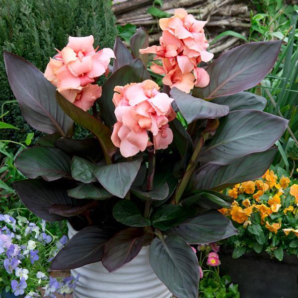 Canna Cannova Casa Bronze Peach - Container