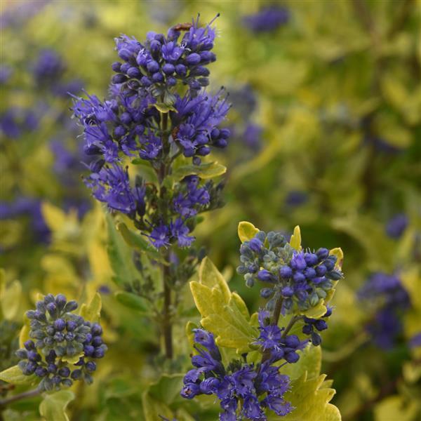 PLANT NAME Bloom