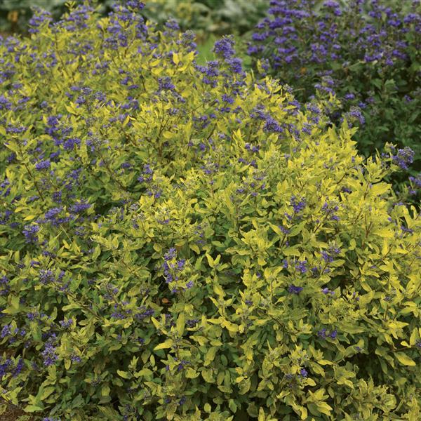 PLANT NAME Landscape