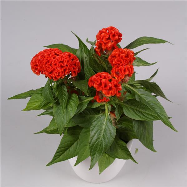 PLANT NAME Container
