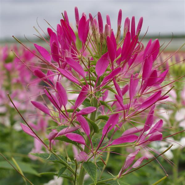 Cleome Queen Cherry - Bloom