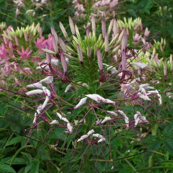 Cleome Queen Lilac - Bloom