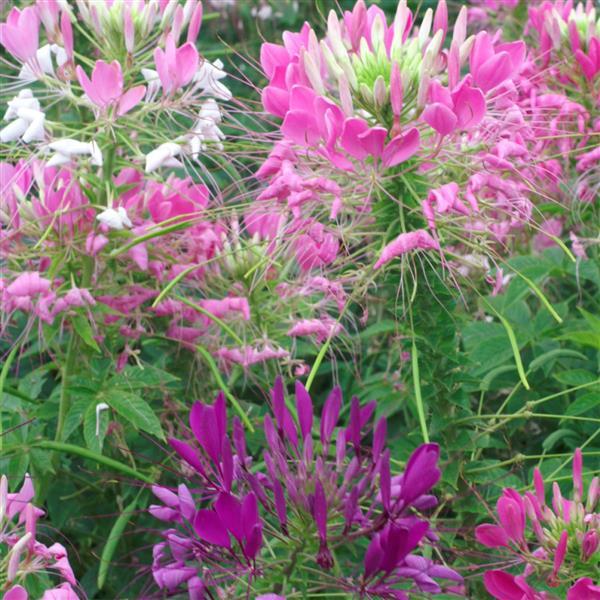 Cleome Queen Mix - Bloom