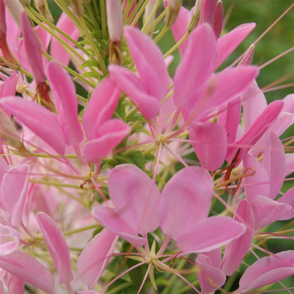 Cleome Queen Rose - Bloom