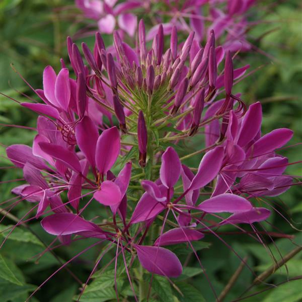Cleome Queen Violet - Bloom