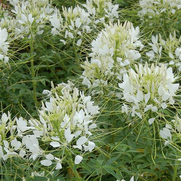 Cleome Queen White - Bloom