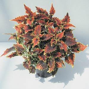 PLANT NAME Container
