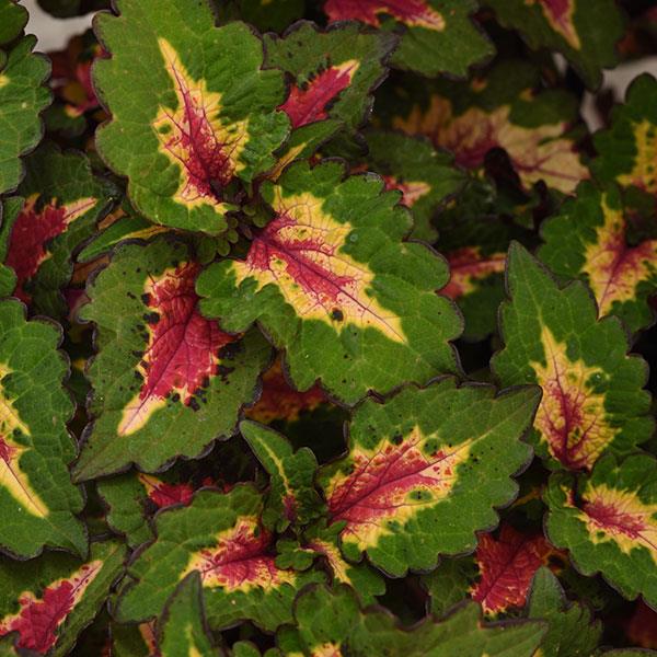PLANT NAME Bloom