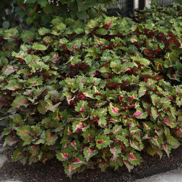 PLANT NAME Commercial Landscape 1