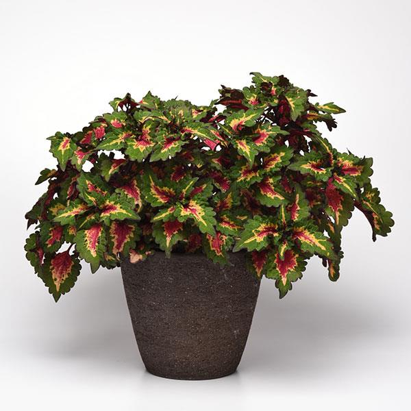 PLANT NAME Container