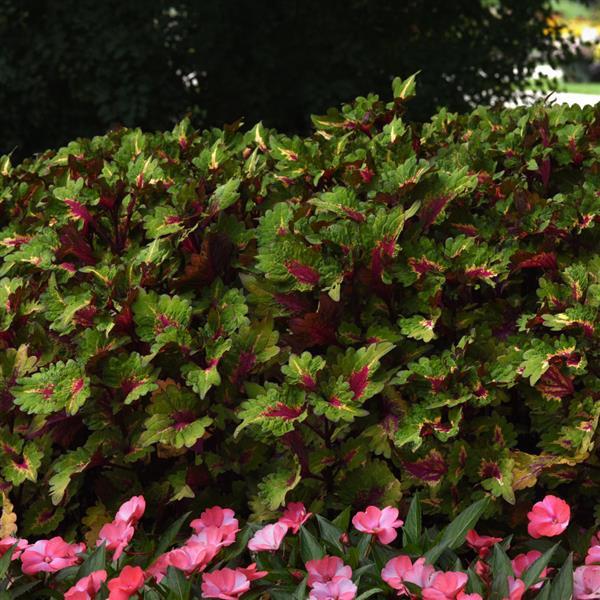 PLANT NAME Landscape