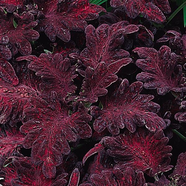 Coleus Other Black Dragon - Bloom