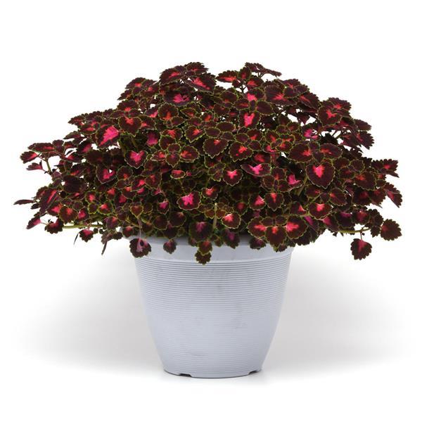 PLANT NAME Container