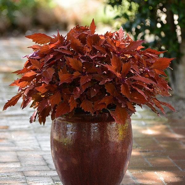 PLANT NAME Container