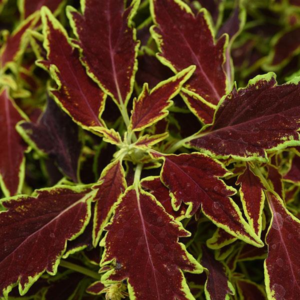 PLANT NAME Bloom