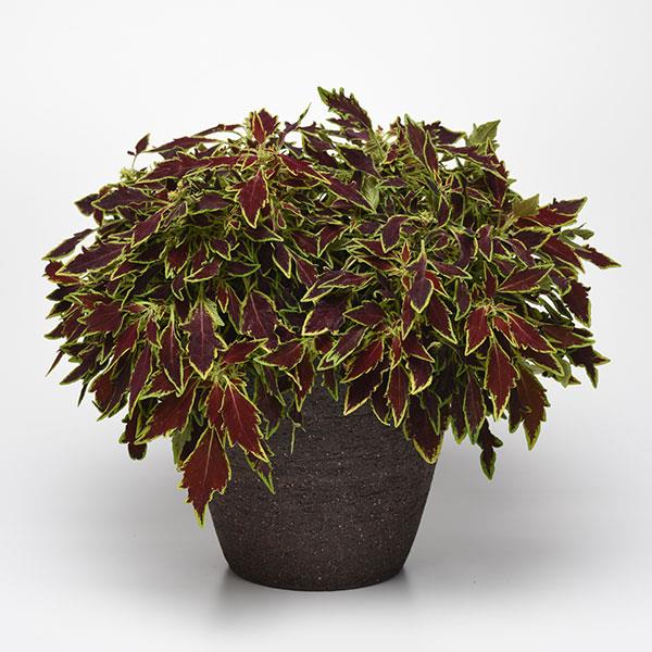 PLANT NAME Container