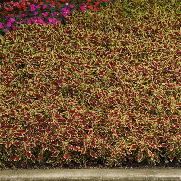PLANT NAME Landscape