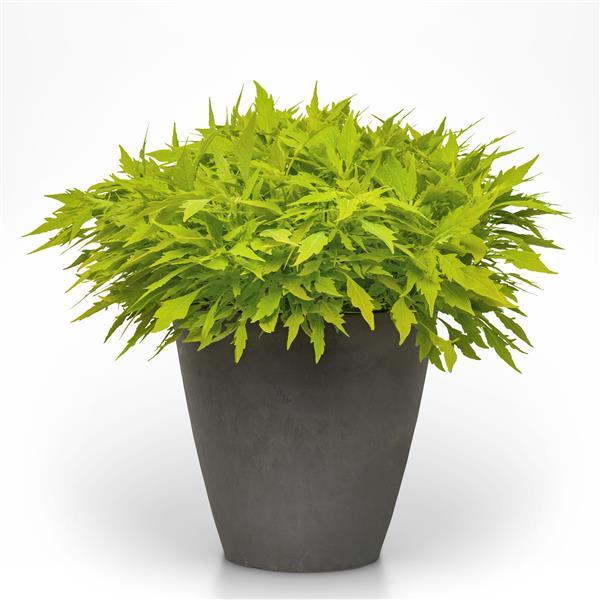 Coleus FlameThrower Salsa Verde - Container